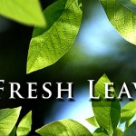 Permalink to Fresh Leaves Live Wallpaper