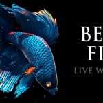 Permalink to Betta Fish Live Wallpaper FREE